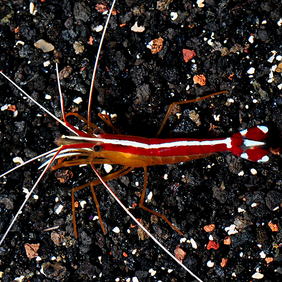 Scarlet Skunk Cleaner Shrimp Scarlet Skunk Cleaner Shrimp