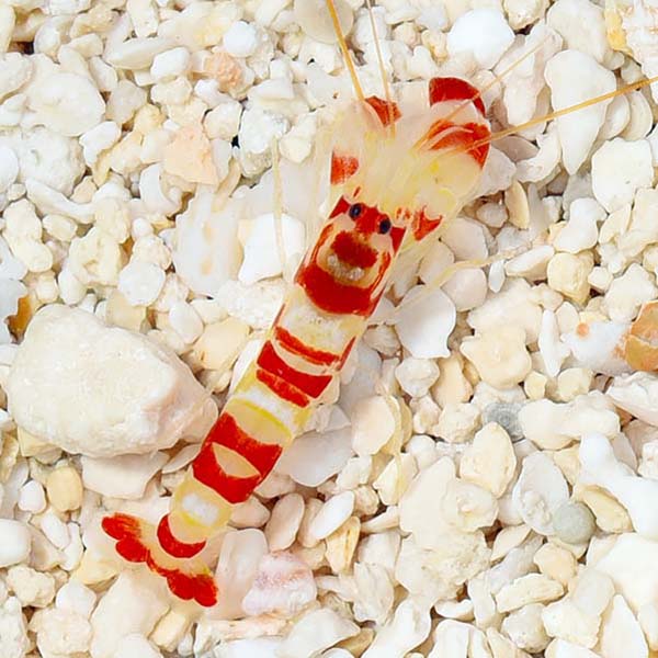 Snapping Shrimp, Red Banded Snapping Shrimp, Red Banded