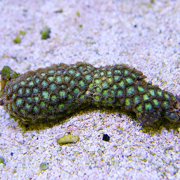 Colony Polyp, Ultra Colored Colony Polyp, Ultra Colored