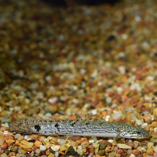 Delhezi Bichir Delhezi Bichir