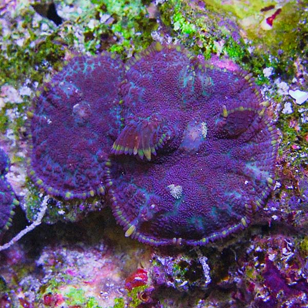 Purple Bullseye Rhodactis Mushroom Coral Purple Bullseye Rhodactis Mushroom Coral