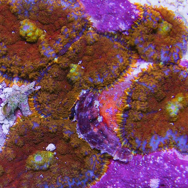 Super Orange Bullseye Rhodactis Mushroom Coral Super Orange Bullseye Rhodactis Mushroom Coral