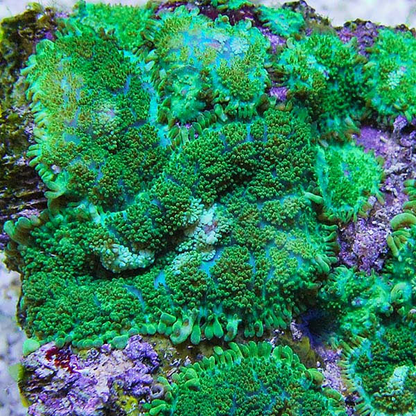 Green Bullseye Rhodactis Mushroom Coral Green Bullseye Rhodactis Mushroom Coral