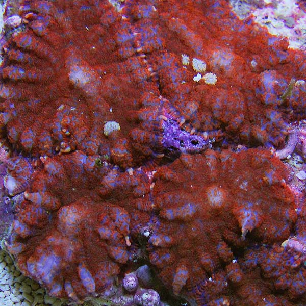 Red Bullseye Rhodactis Mushroom Coral Red Bullseye Rhodactis Mushroom Coral