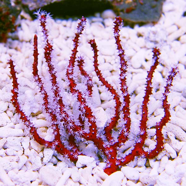 Red Finger Gorgonian EXPERT ONLY Red Finger Gorgonian EXPERT ONLY