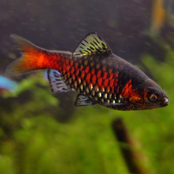 Odessa Barb Group Odessa Barb Group