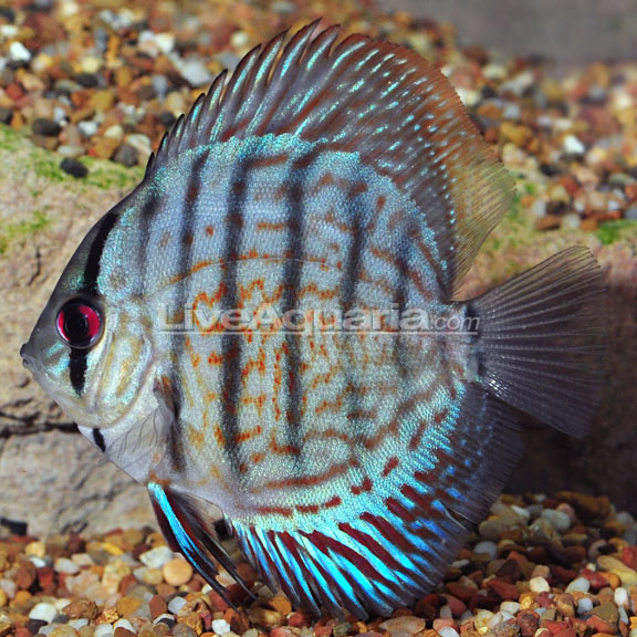Royal Blue Discus Royal Blue Discus