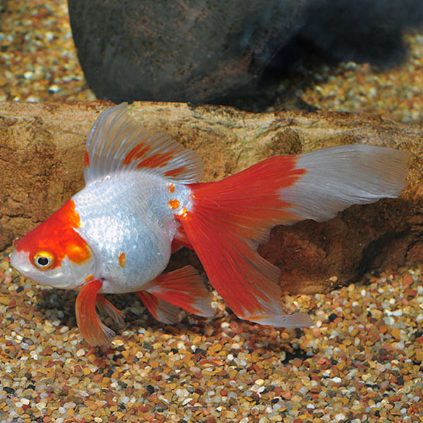 Ryukin Goldfish, Assorted Ryukin Goldfish, Assorted