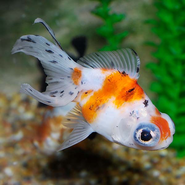 Tricolor Butterfly Panda Goldfish Tricolor Butterfly Panda Goldfish