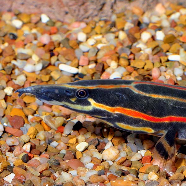 Fire Eel Fire Eel