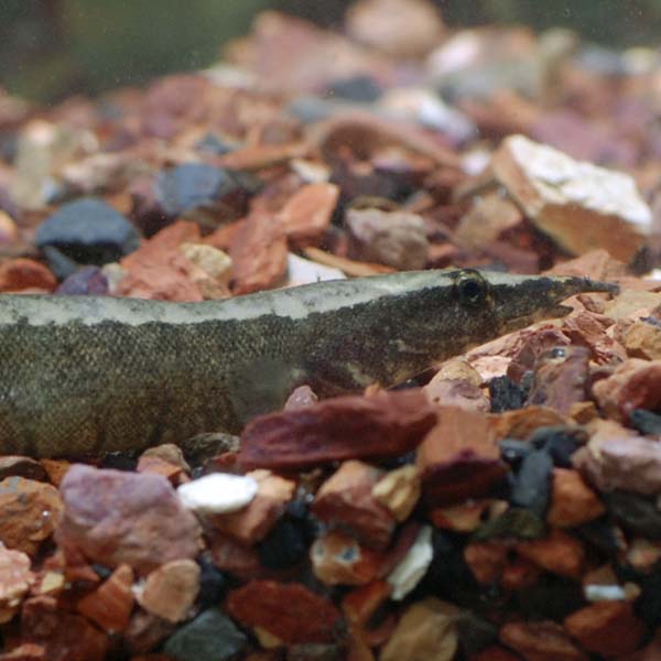 Zig Zag Yellow Tail Eel Zig Zag Yellow Tail Eel