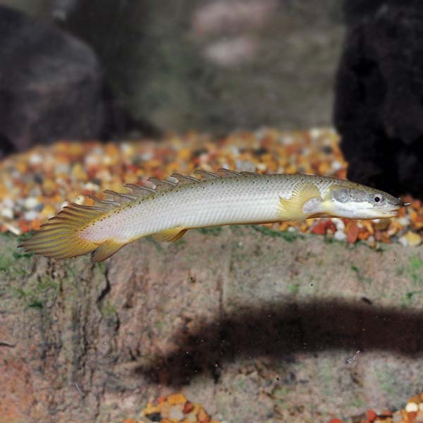 Cuvier Bichir, Captive-Bred Cuvier Bichir, Captive-Bred