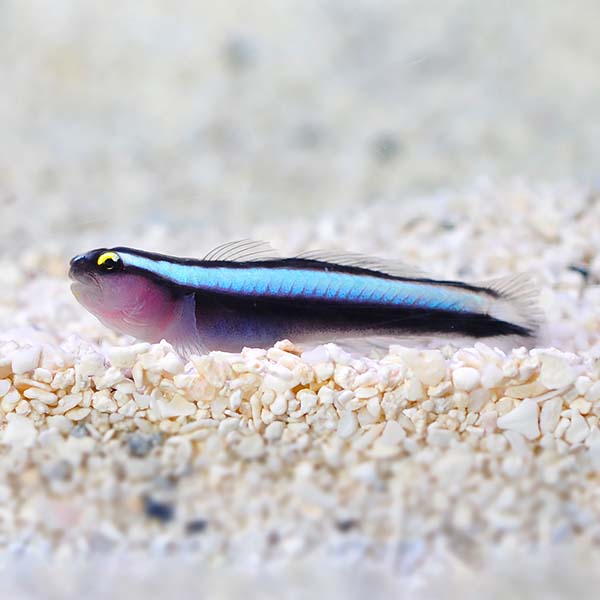 Captive-Bred Sharknose Goby Captive-Bred Sharknose Goby
