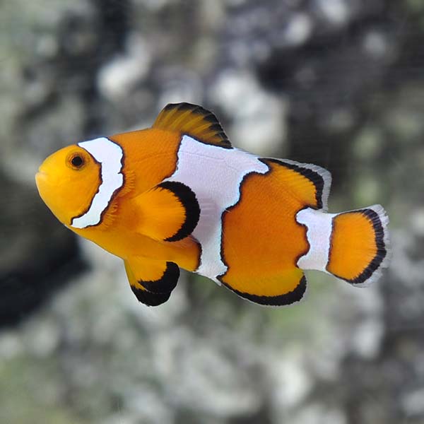 Proaquatix Captive-Bred Snowflake Clownfish Proaquatix Captive-Bred Snowflake Clownfish