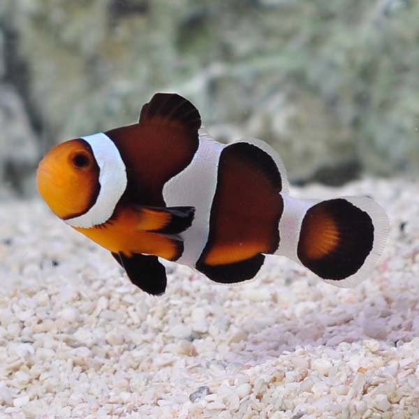 Captive-Bred Caramel Clownfish Captive-Bred Caramel Clownfish