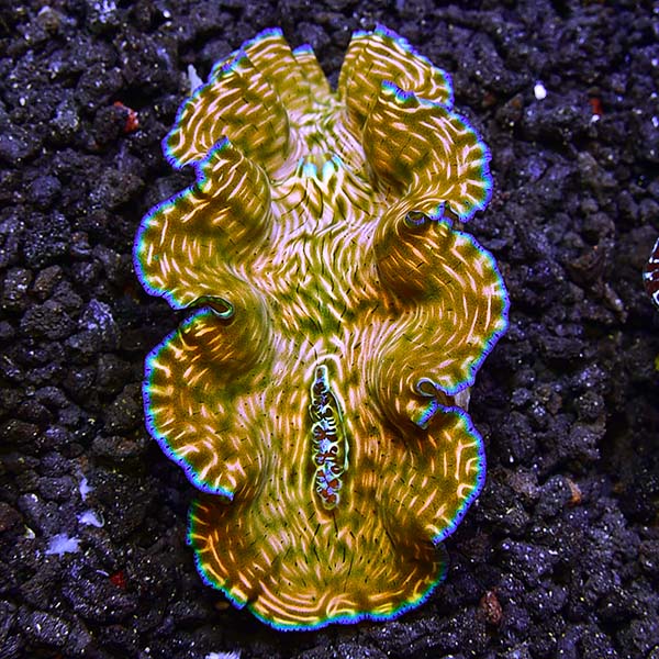 Aquacultured Derasa Clam Aquacultured Derasa Clam