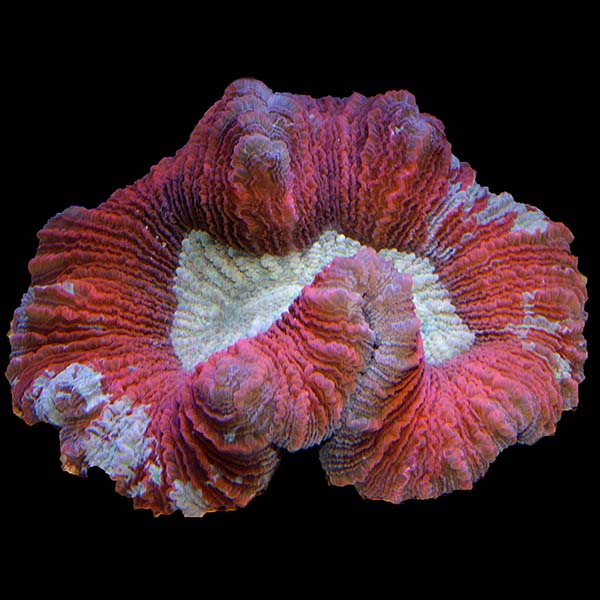Brain Coral, Trachyphyllia Brain Coral, Trachyphyllia