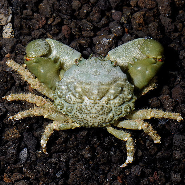 Emerald Crab Emerald Crab