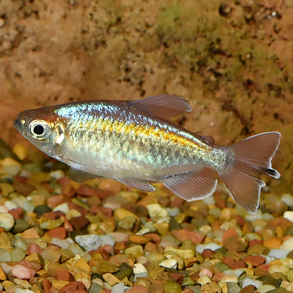 Congo Tetra Congo Tetra