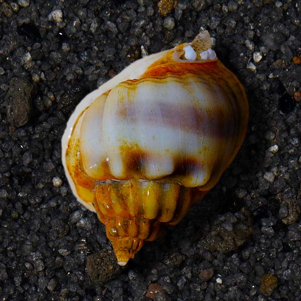 Nassarius Snail Nassarius Snail