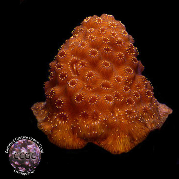 LiveAquaria® CCGC Aquacultured Sunburst Pavona Coral LiveAquaria® CCGC Aquacultured Sunburst Pavona Coral