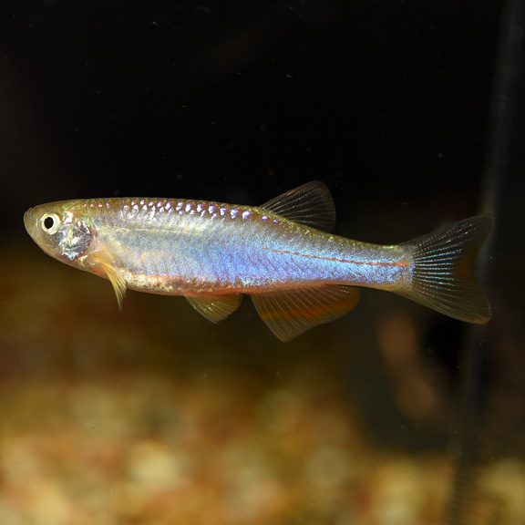 Pearl Danio Pearl Danio