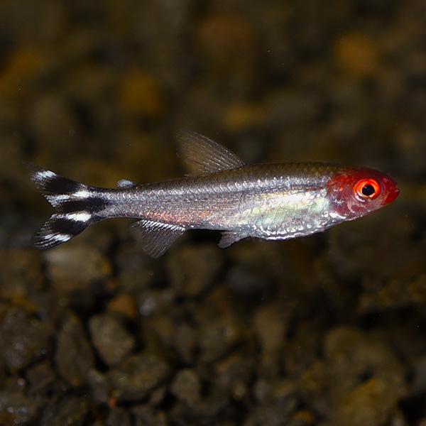 Brilliant Rummynose Tetra Group - Captive-Bred EXPERT ONLY Brilliant Rummynose Tetra Group - Captive-Bred EXPERT ONLY