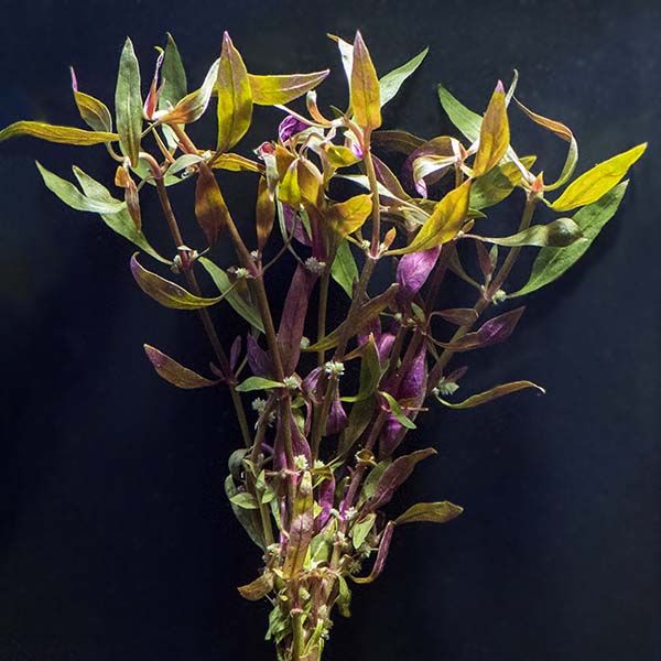 Telanthera Plant Telanthera Plant