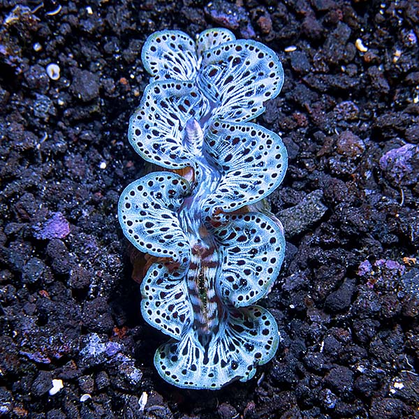 Maxima Clam Ultra Grade Maxima Clam Ultra Grade