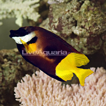Bicolor Foxface