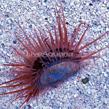 Flying Scallop EXPERT ONLY