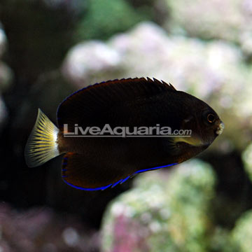 Pygmy Yellowtail Angelfish