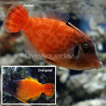 Colored Filefish