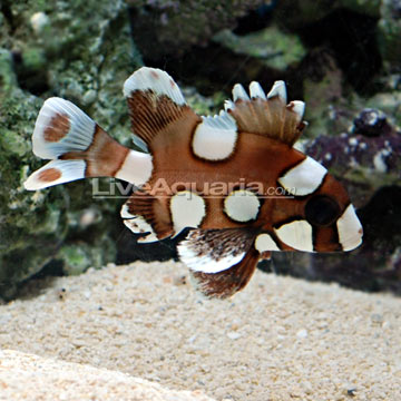 Spotted Sweetlips Spotted Sweetlips