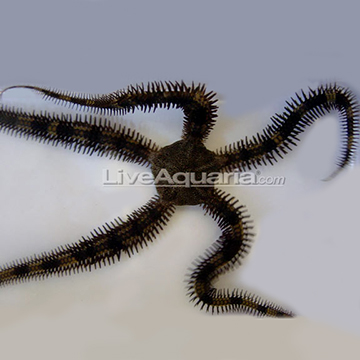Brittle Sea Star, Banded