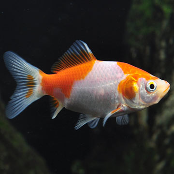 Sarasa Comet