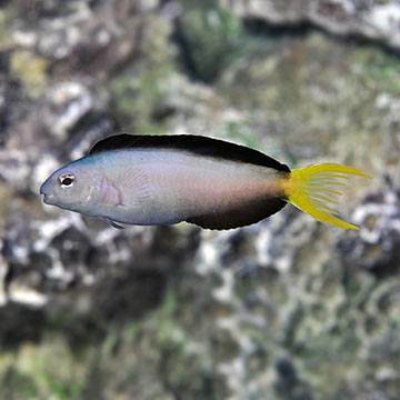 Captive-Bred Harptail Blenny