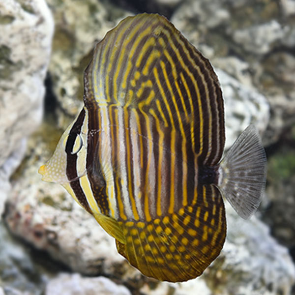 Sailfin Tang, Desjardini Sailfin Tang, Desjardini