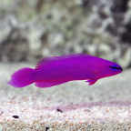  Captive-Bred Orchid Dottyback