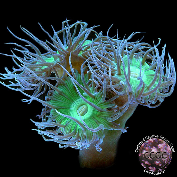 CCGC Aquacultured Giant Green Polyp Duncan Coral CCGC Aquacultured Giant Green Polyp Duncan Coral