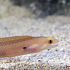 Dwarf Moray Eel