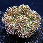 Soft Coral: Ricordia; Fiji and Indo-Pacific Soft Corals