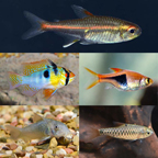 LiveAquaria® Premium Plant Safe Peaceful Freshwater Fish Packs LiveAquaria® Premium Plant Safe Peaceful Freshwater Fish Packs
