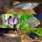 LiveAquaria® Premium Silver Dollar Buddy Freshwater Packs LiveAquaria® Premium Silver Dollar Buddy Freshwater Packs