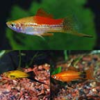 LiveAquaria® Premium THE SELTZER Freshwater Fish Pack LiveAquaria® Premium THE SELTZER Freshwater Fish Pack