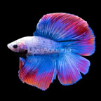 Halfmoon Doubletail Betta, Male