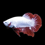 Snow White Halfmoon Plakat Betta, Male (Red Dragon HMPK) Snow White Halfmoon Plakat Betta, Male (Red Dragon HMPK)