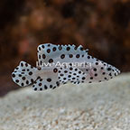 Panther Grouper 