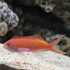 Carberryi Anthias  Nemanthias carberryi