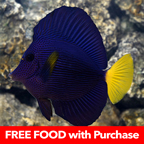 Purple Tang with FREE Food